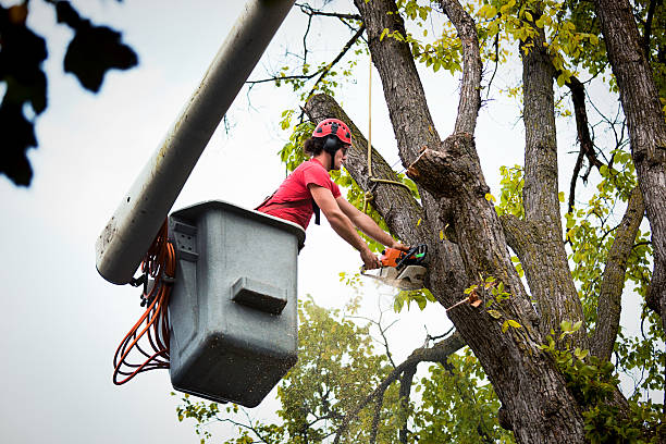 Best Tree Mulching  in Morehead, KY